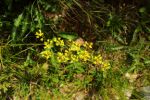 2014-07-05_Laengental-N-Hochweg (539). JPG